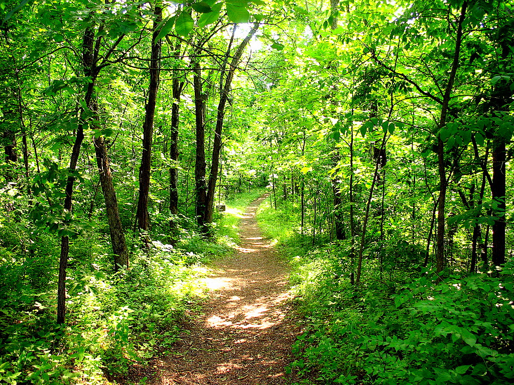 foret 3